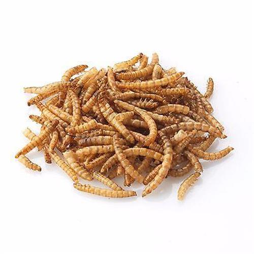 Dried Mealworms