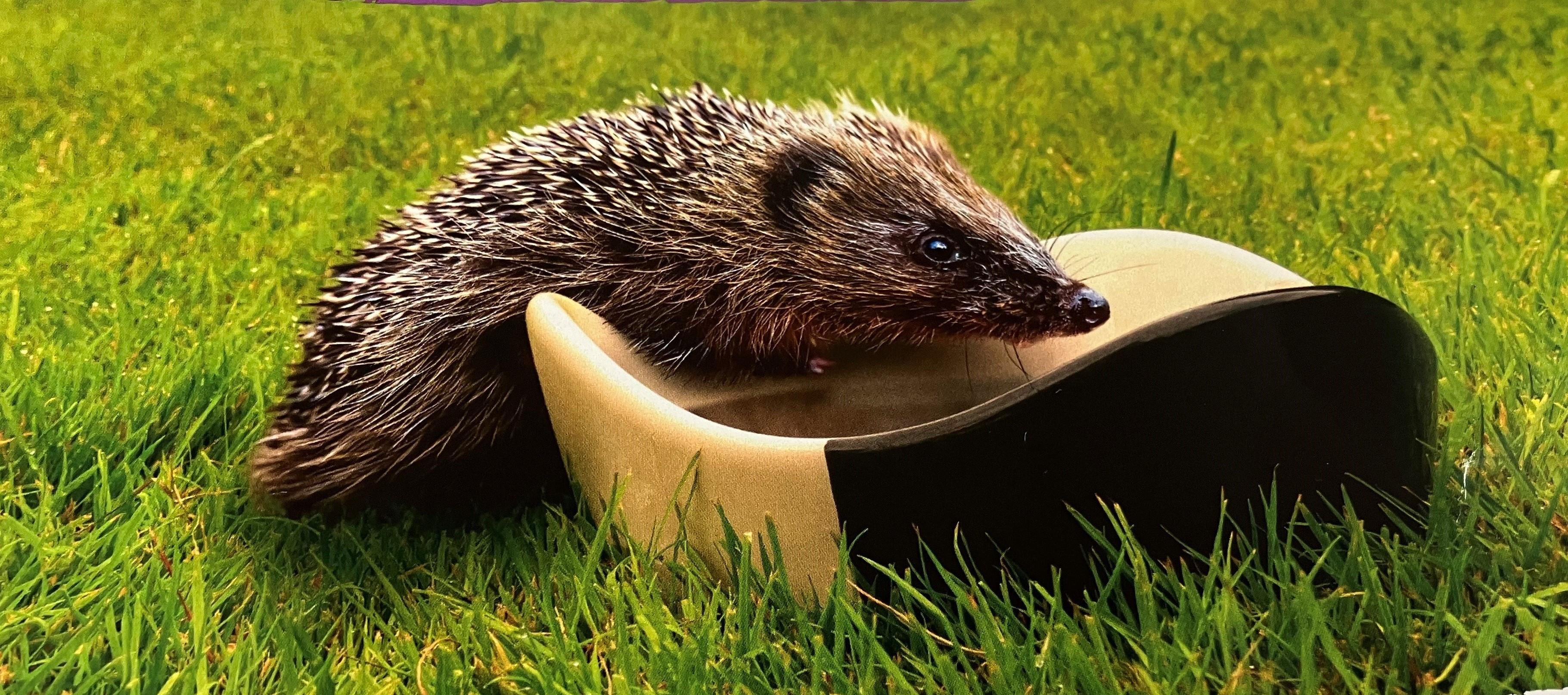 Hedgehog Bowl