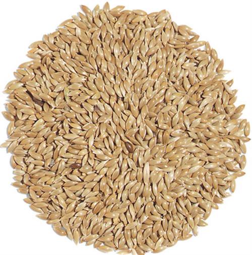 Premuim Canary Seed