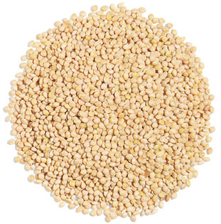 White Millet