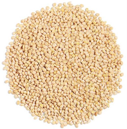 White Millet