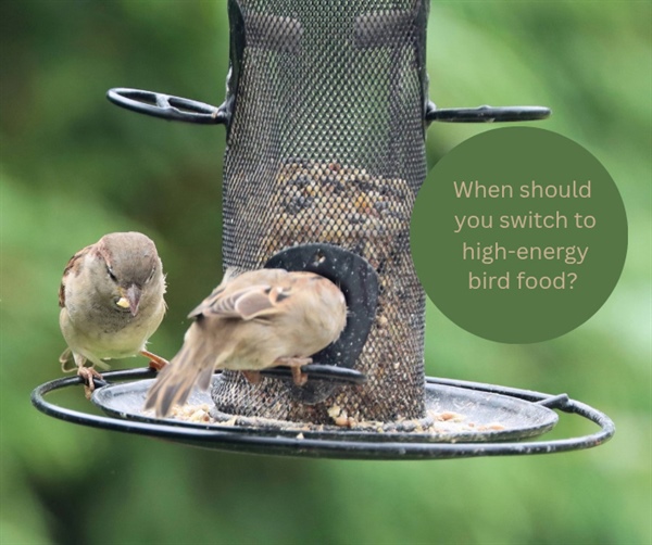 When should you switch to high-energy food?