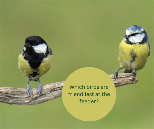 Which birds are friendliest at the feeder?