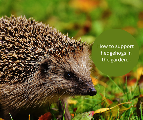 How to support hedgehogs in the garden