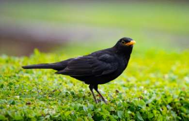 Blackbird: Turdus merula