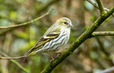 Siskin: Carduelis spinus