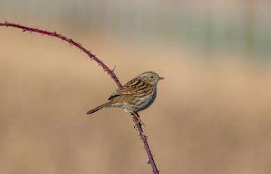 Dunnock: Prunella accentors