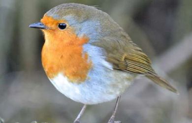 Robin: Erithacus rubecula