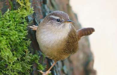 Wren: Troglodytes troglodytes