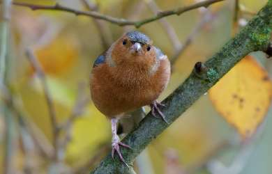 Chaffinch: Fringilla coelebs