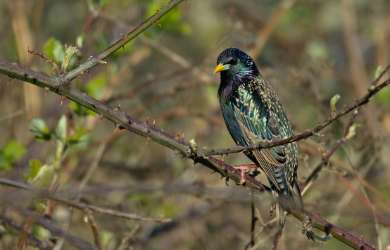   Starling: Sturnus vulgaris